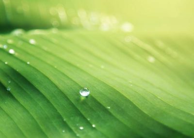 Lime Green colour meaning
