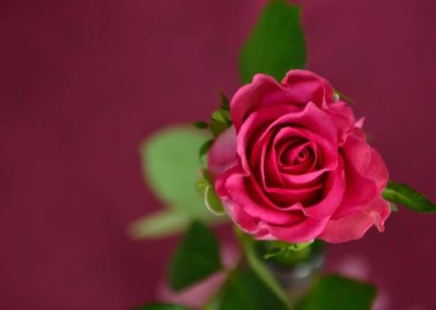 Magenta colour meaning