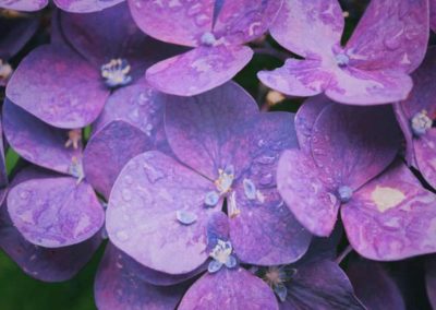 Violet colour meaning