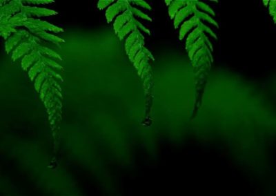 Green colour meaning